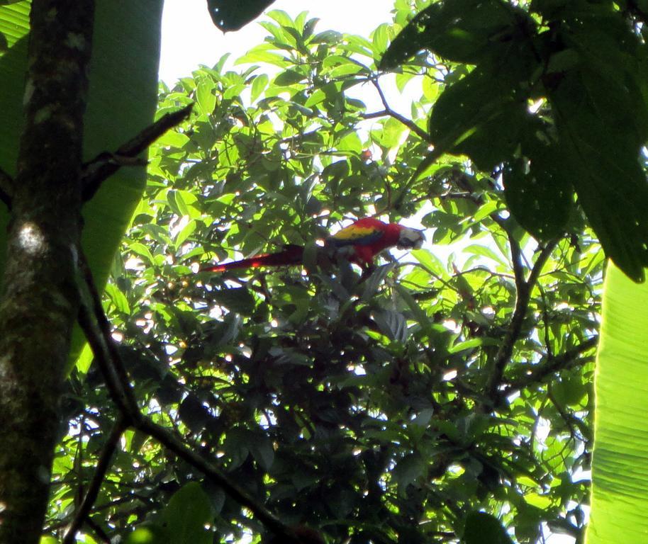 Cabinas Tropicales Puerto Jiménez Eksteriør billede