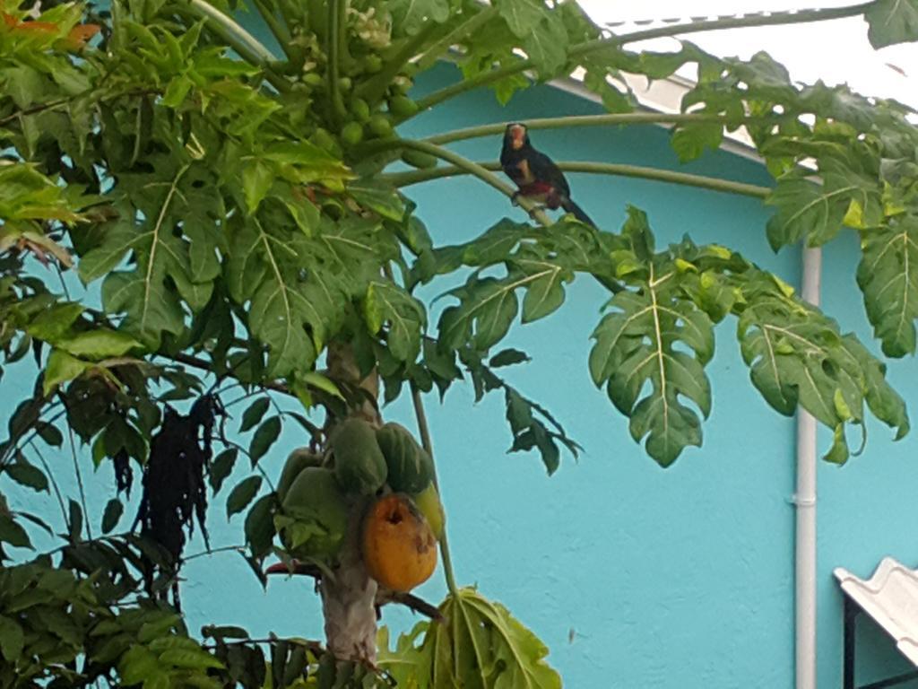 Cabinas Tropicales Puerto Jiménez Eksteriør billede